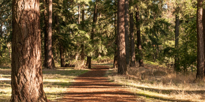 Local Parks